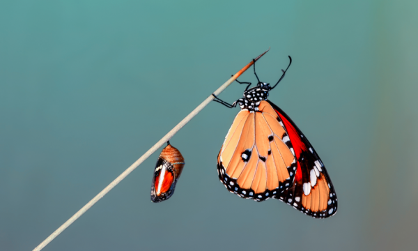 Schmetterling